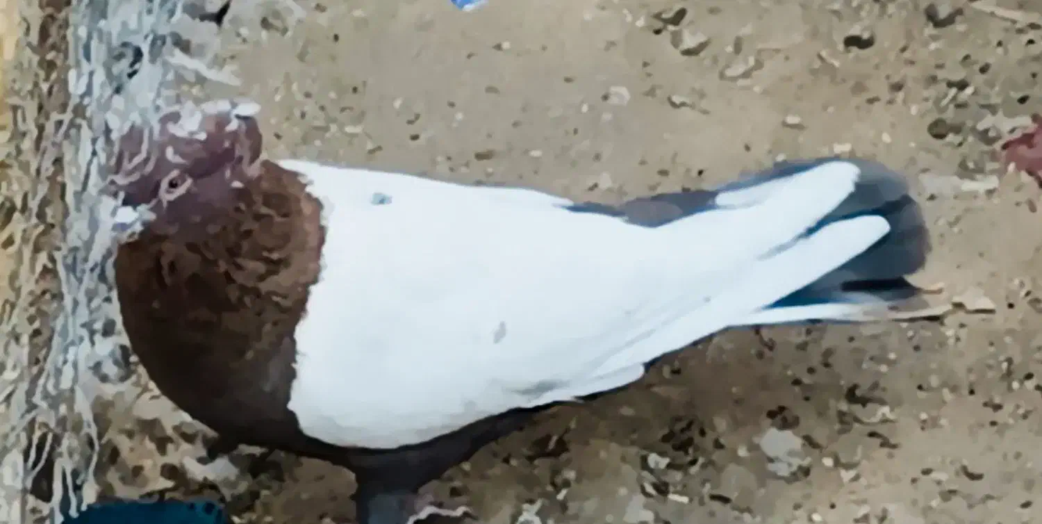 کله سفید کلاهی|پرنده|بم, |دیوار