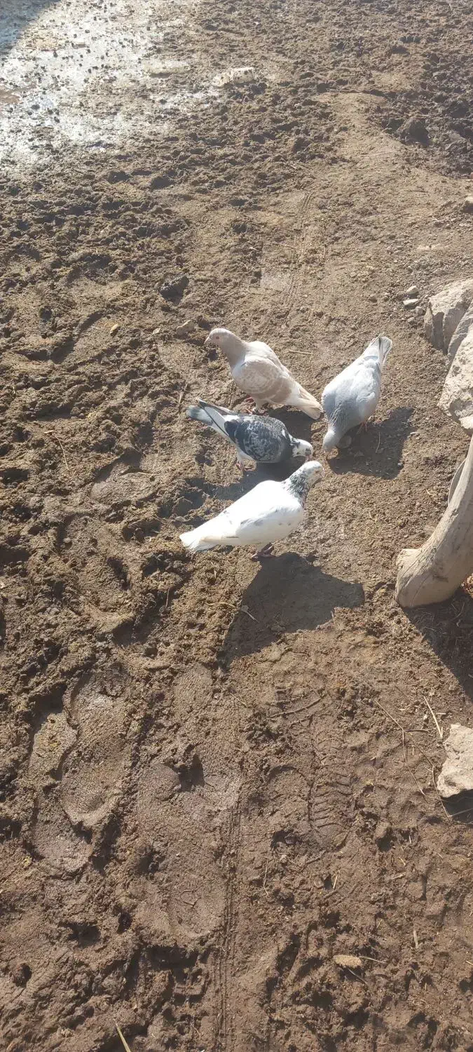 فروشی|پرنده|سراب, |دیوار