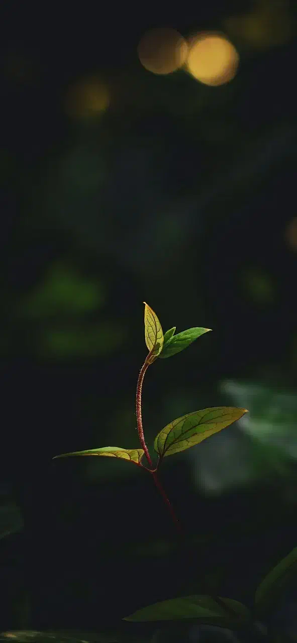 وام مهربانی ، گیرنده|فعالیت داوطلبانه|قوچان, |دیوار