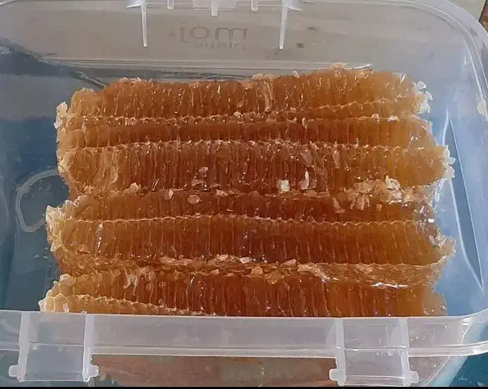 کارنیکا آلمانی درجه یک|حیوانات مزرعه|نورآباد, |دیوار