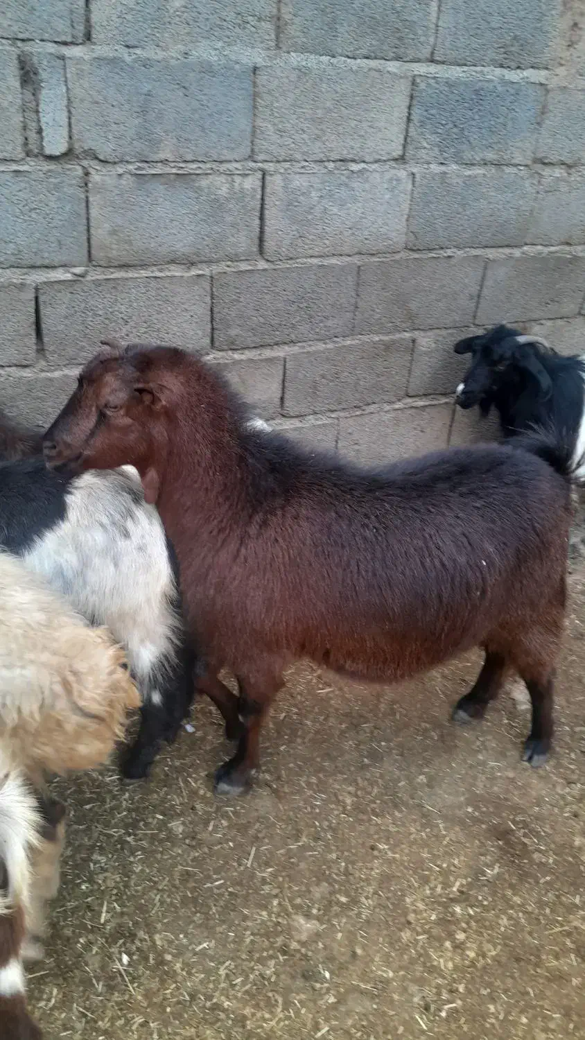 یک عدد بز|حیوانات مزرعه|روانسر, |دیوار