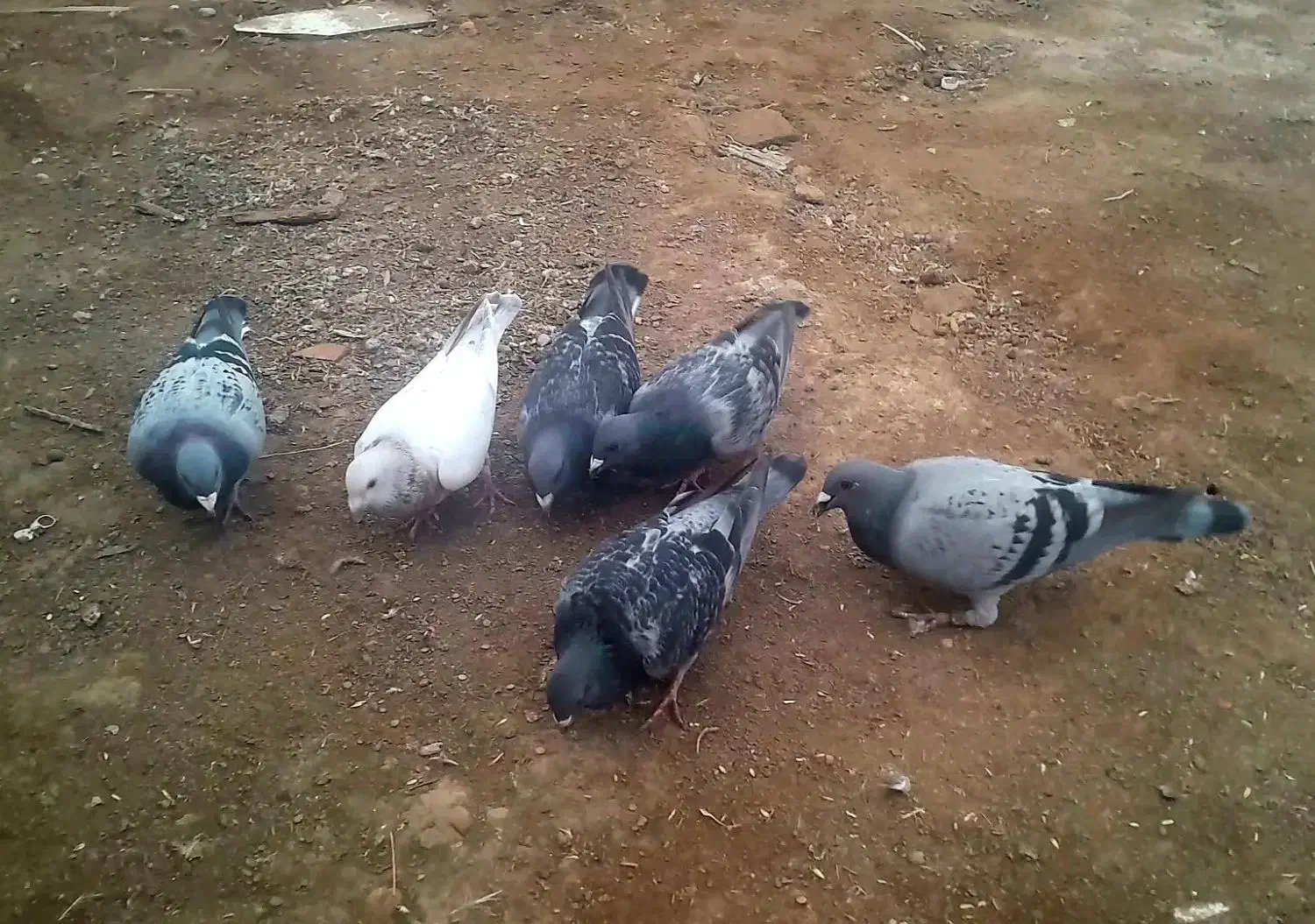 مسافتی|پرنده|گمیشان, |دیوار