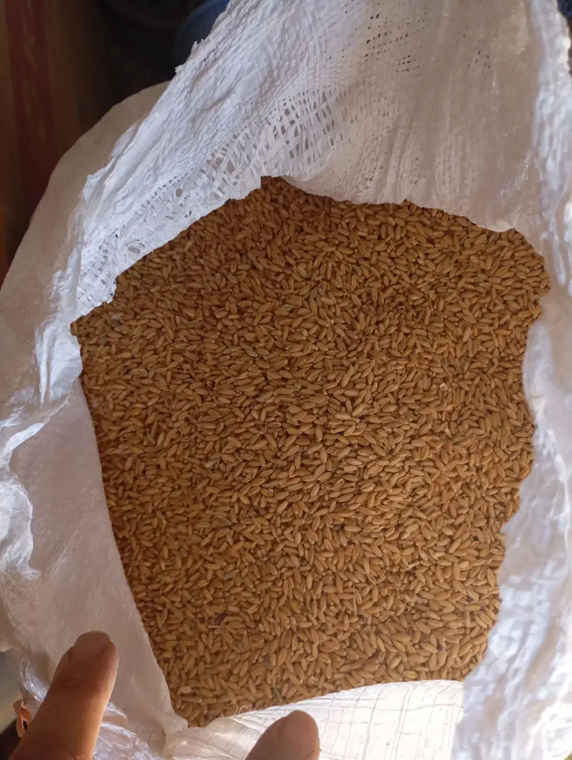 گندم رقم باران مناسب بذر|عمدهفروشی|کبودرآهنگ, |دیوار