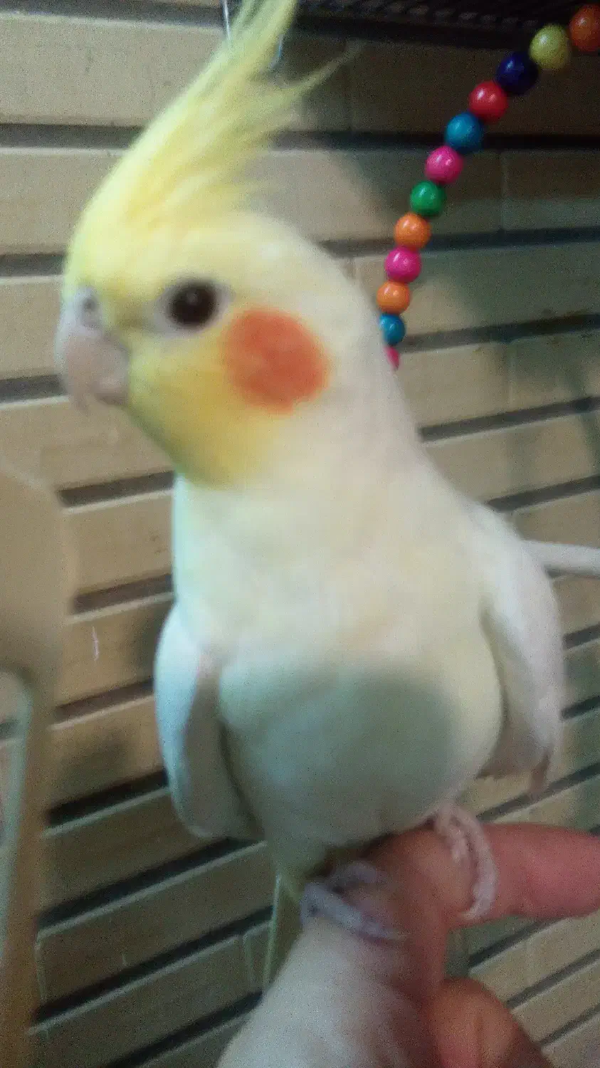 عروس هلندی نر و مادخ|پرنده|شاهین‌شهر, شهرک گلدیس|دیوار