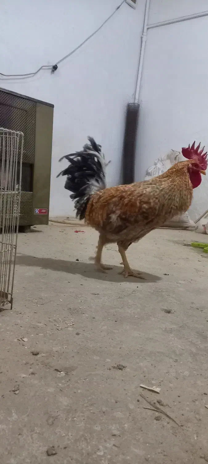 خروس بالغ|حیوانات مزرعه|مشکیندشت, |دیوار