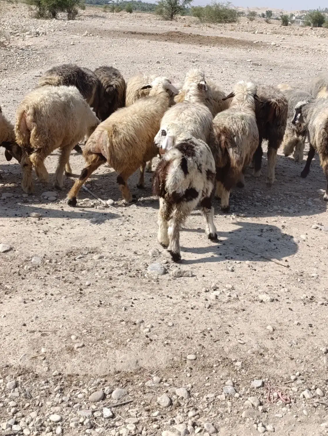 میش بره دار و آبستن|حیوانات مزرعه|جره و بالاده, |دیوار
