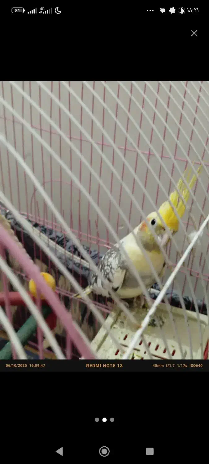 عروس هلندی نر|پرنده|کلاله, |دیوار