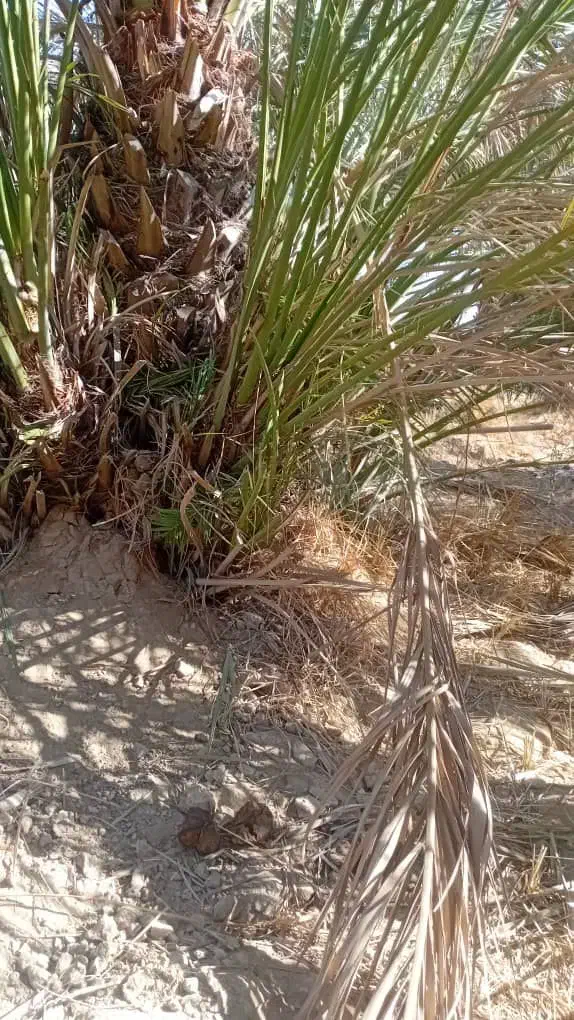 فروش انواع پاجوش|گل و گیاه طبیعی|اهواز, دغاغله|دیوار