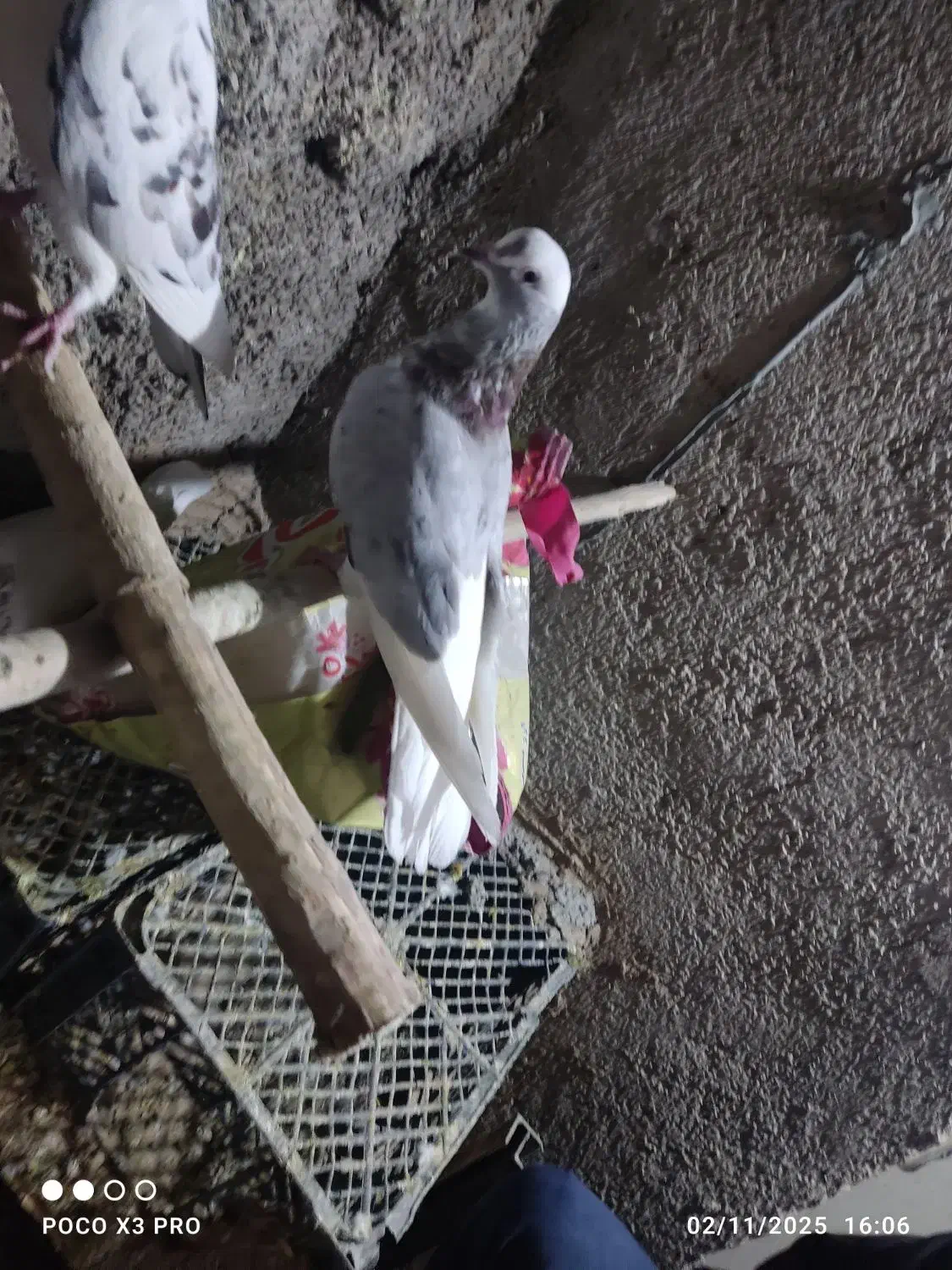 کبوتر|پرنده|پیر سلیمان, |دیوار