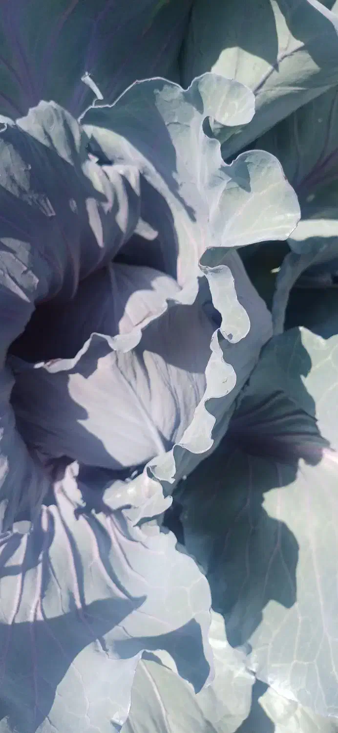 کلم قرمز تناژ بالا|حراج|داراب, |دیوار