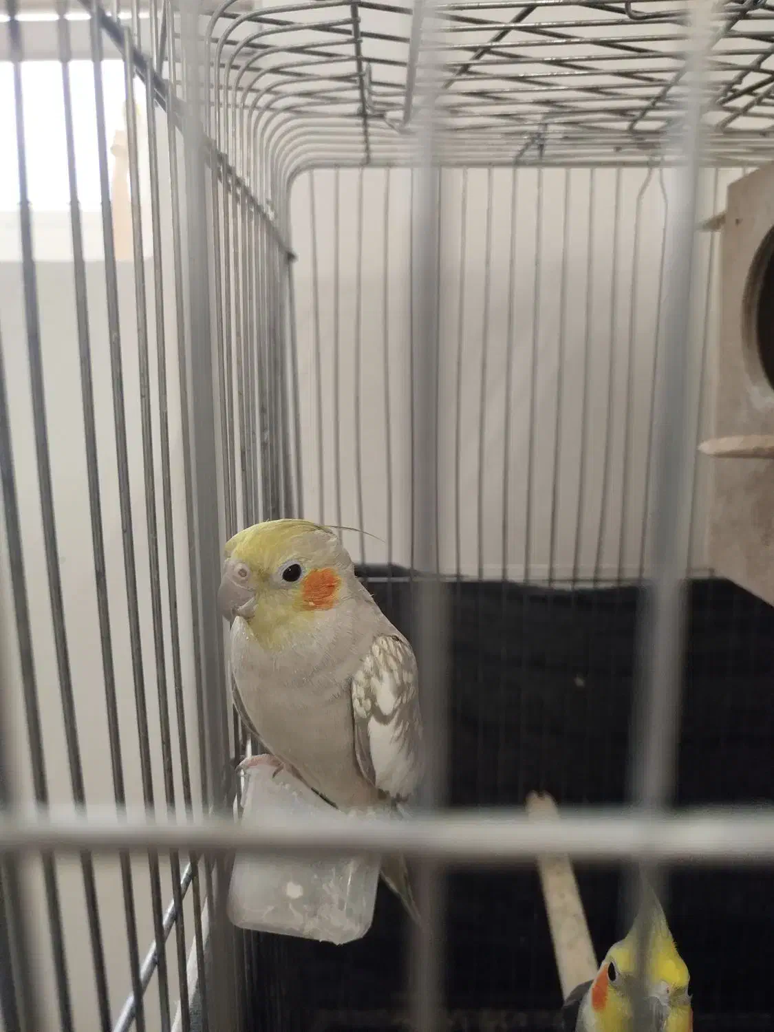 عروس هلندی|پرنده|مشهد, تربیت (صدف)|دیوار