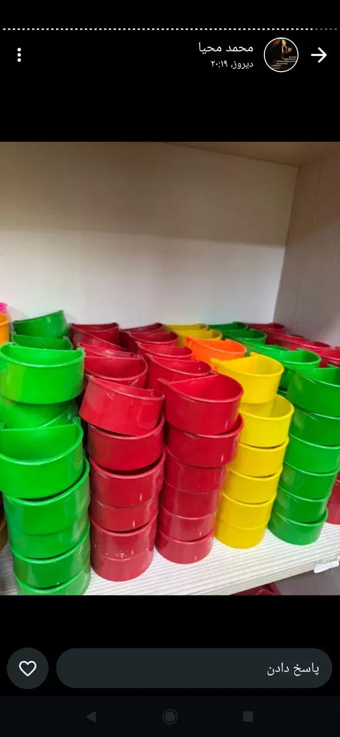 پرنده لوازم بازی و ملزومات عروس طوطی مرغ عشق|پرنده|لاهیجان, کوی زمانی|دیوار