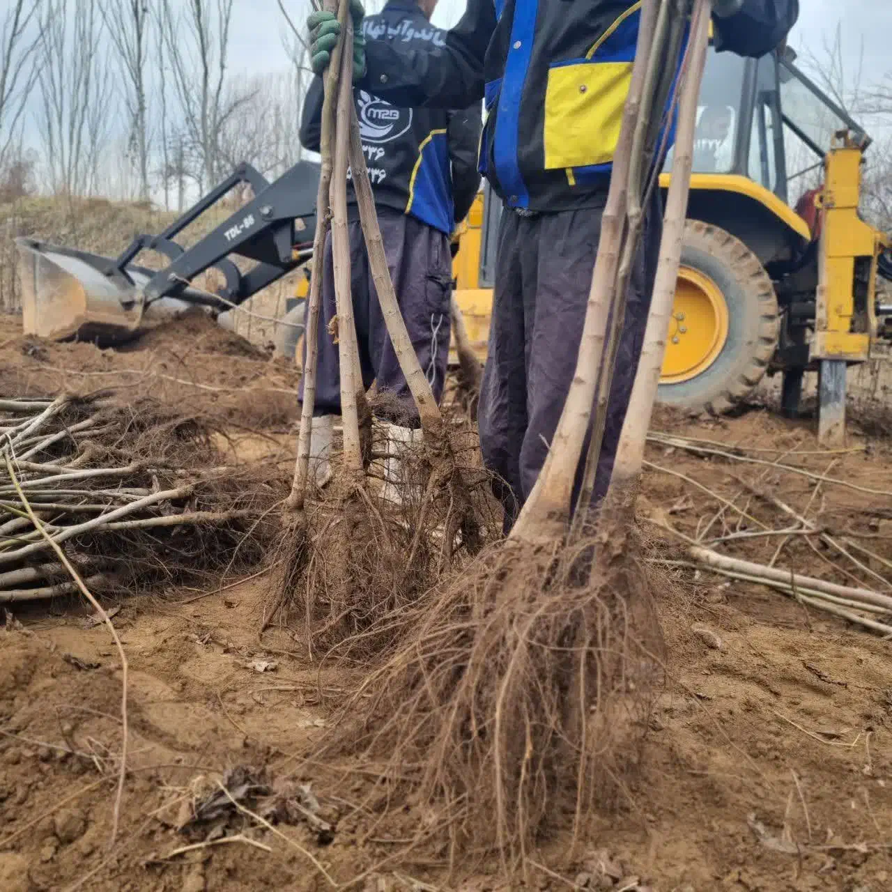 ارائه و تولید گردو ژنوتیپ|خدمات باغبانی و درختکاری|اشتهارد, |دیوار