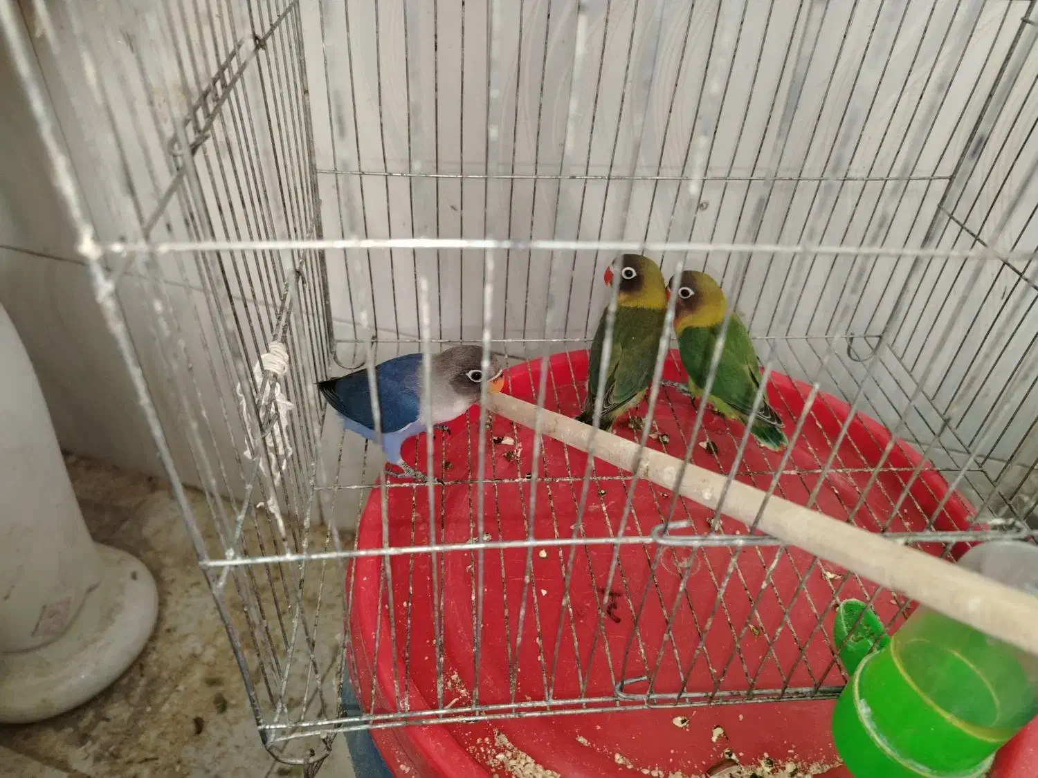 طوطی برزیلی 2 ماهه دستی کاملا رام|پرنده|قائم‌شهر, |دیوار