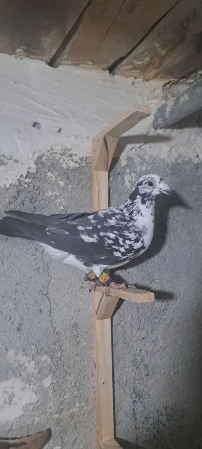 بزک سیاه باکله موشی|پرنده|بجنورد, |دیوار