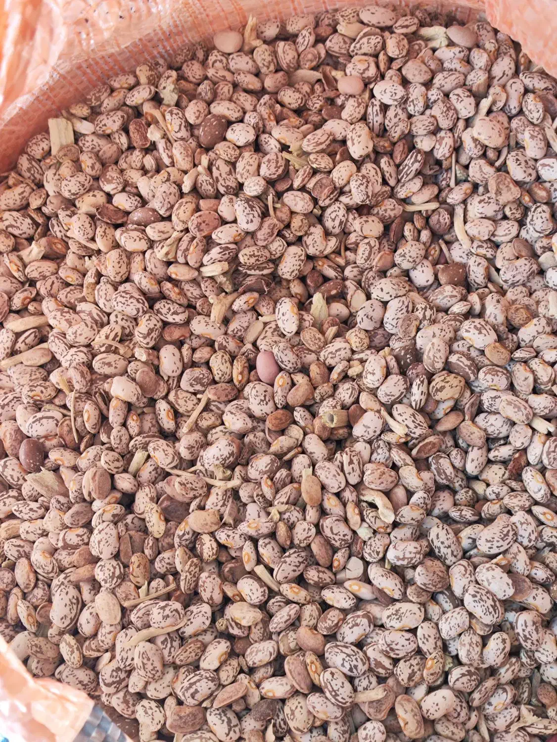 جو محلی بذری چاق بوجار شده|عمدهفروشی|کوهدشت, |دیوار