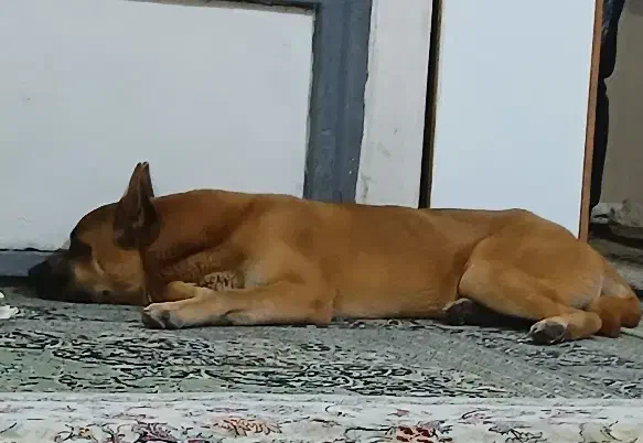 سگ میکس باکسر و چاوچاو|سگ|تهران, یافت آباد جنوبی|دیوار