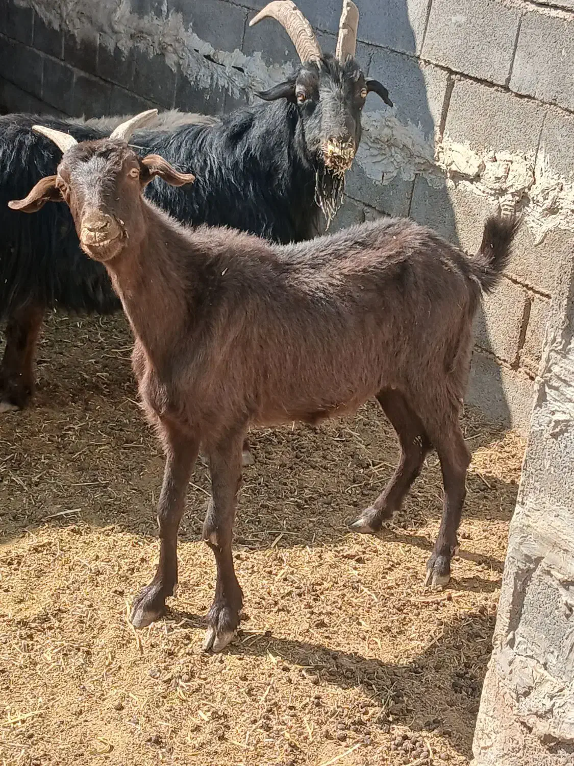 بز جوان تمیز ۴ تومان|حیوانات مزرعه|مرودشت, مختارآباد|دیوار