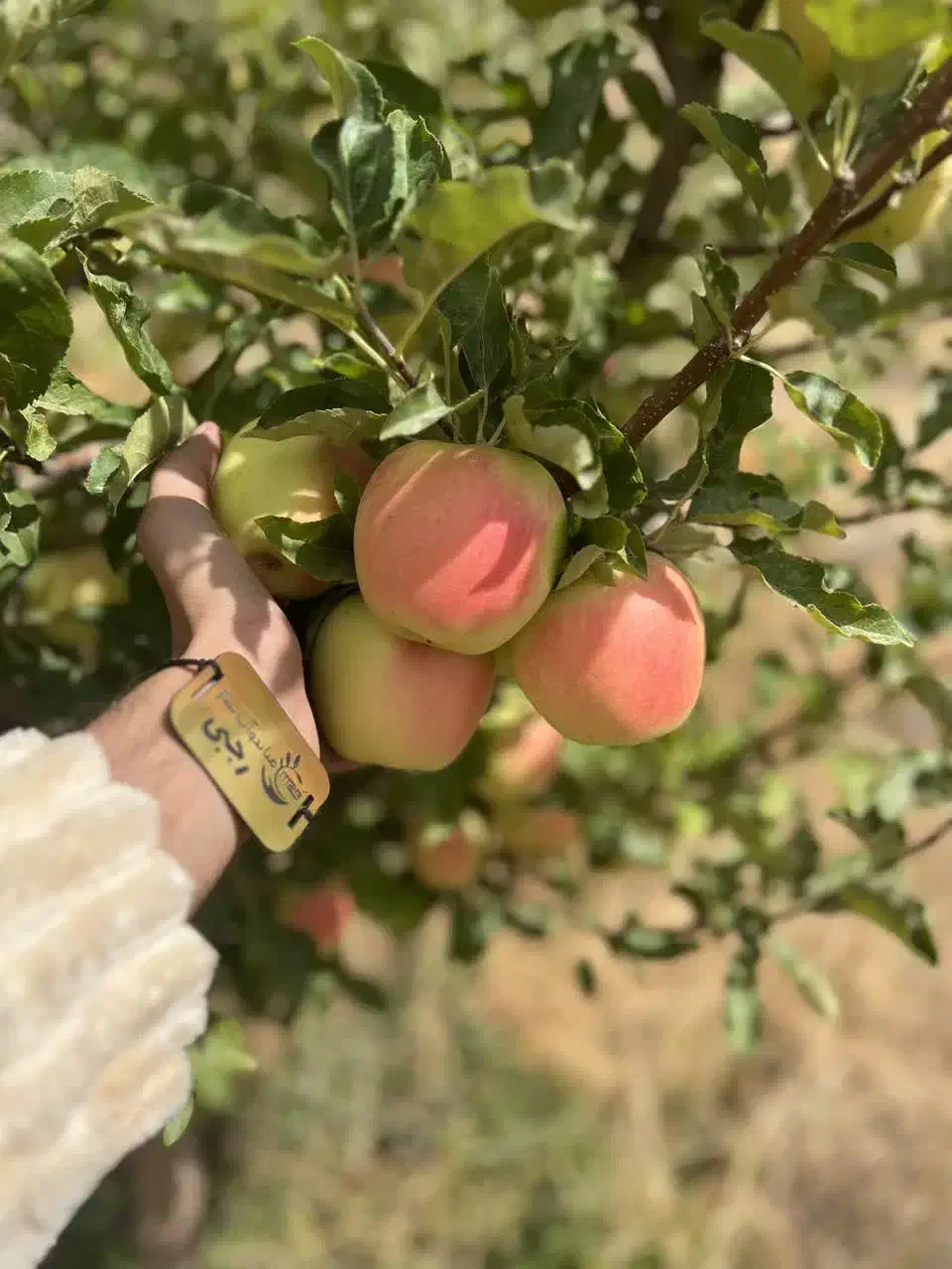 ارائه نهال سیب رندرز یکساله ریشه لخت پربار|خدمات باغبانی و درختکاری|آباده, |دیوار