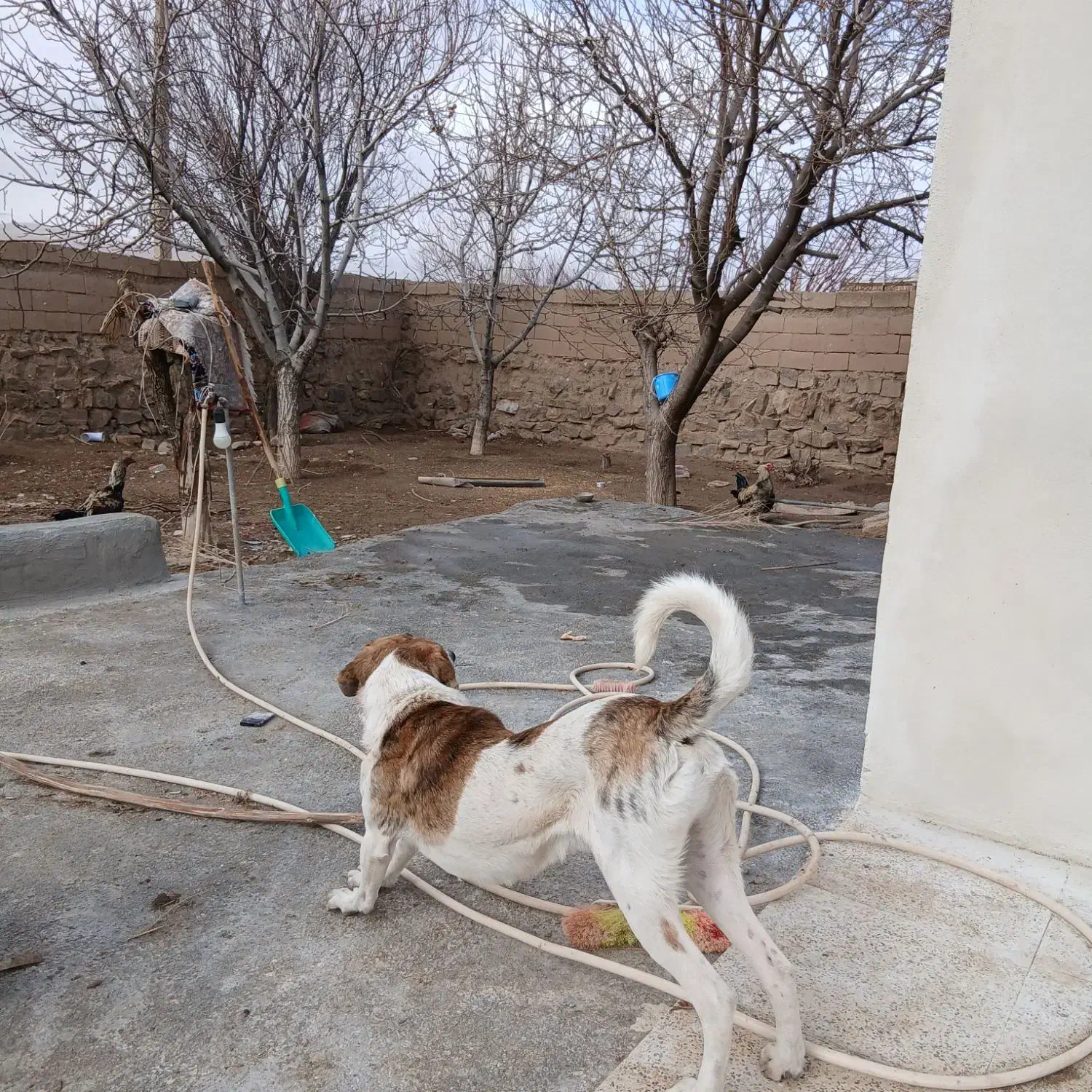 سگ  نر|سگ|سنقر, |دیوار