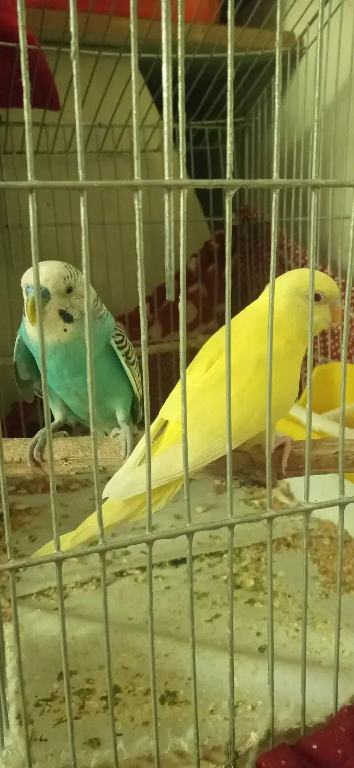 مرغ عشق|پرنده|حاجی آباد, |دیوار