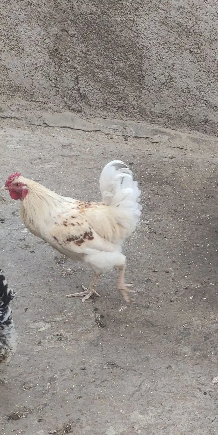 خروس چهل تاج|حیوانات مزرعه|ری, شهرک نظامی|دیوار