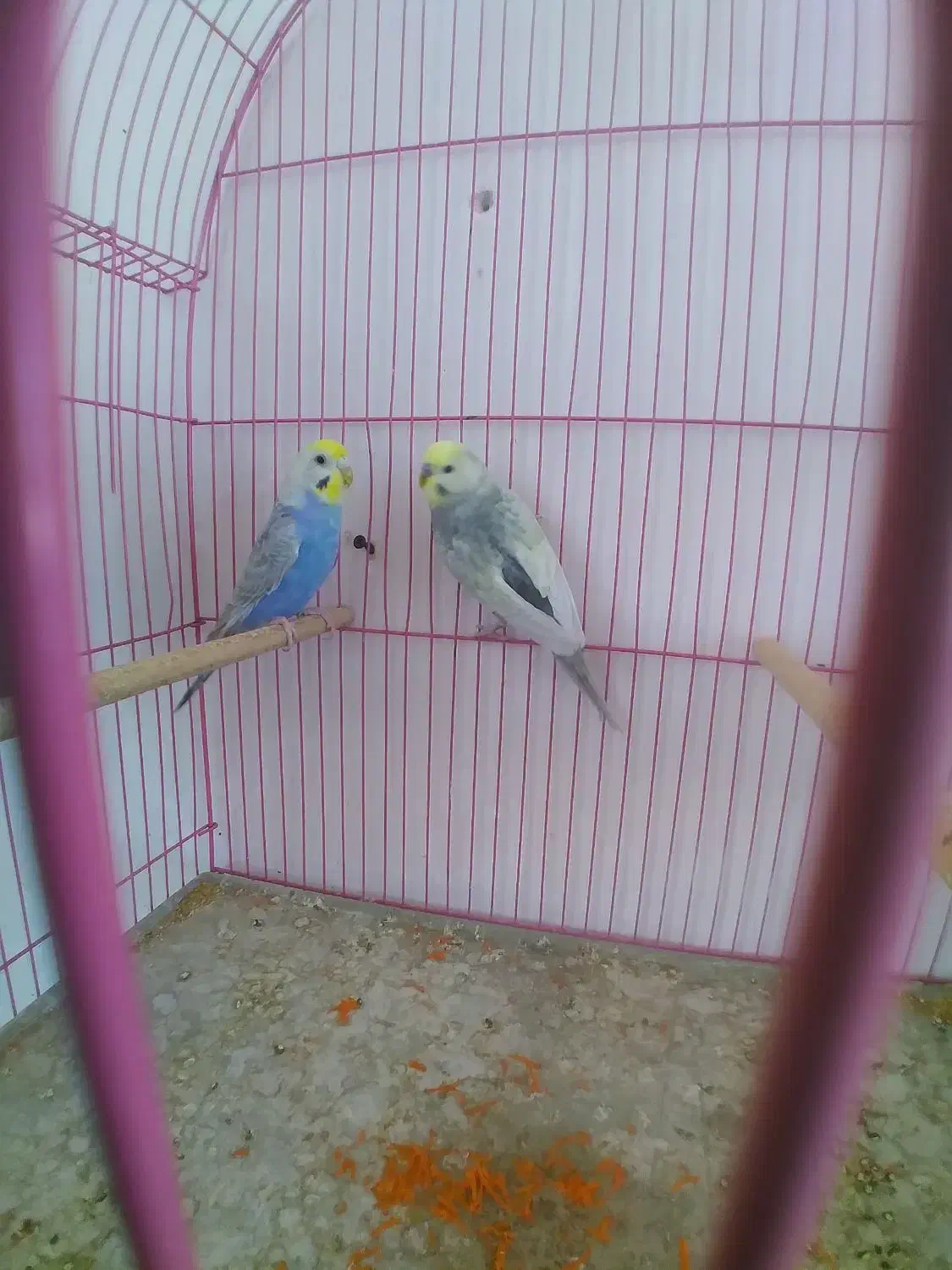 مرغ عشق رنگین کمانی|پرنده|خوی, |دیوار