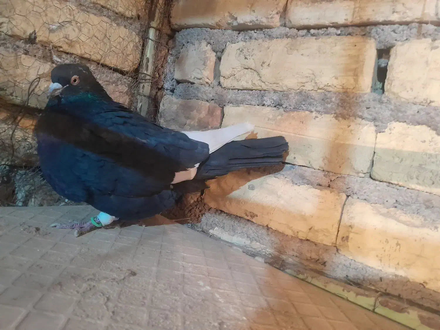 کبوتر رنگی|پرنده|لنجان, |دیوار