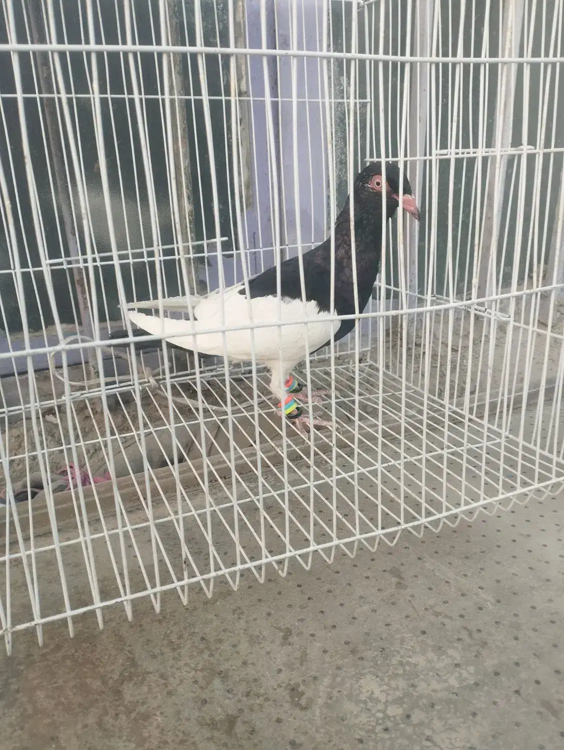 ماده یهودی|پرنده|هامون, |دیوار