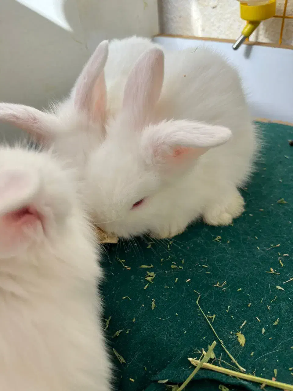 خرگوش|موش و خرگوش|پردیس, فاز ۲|دیوار