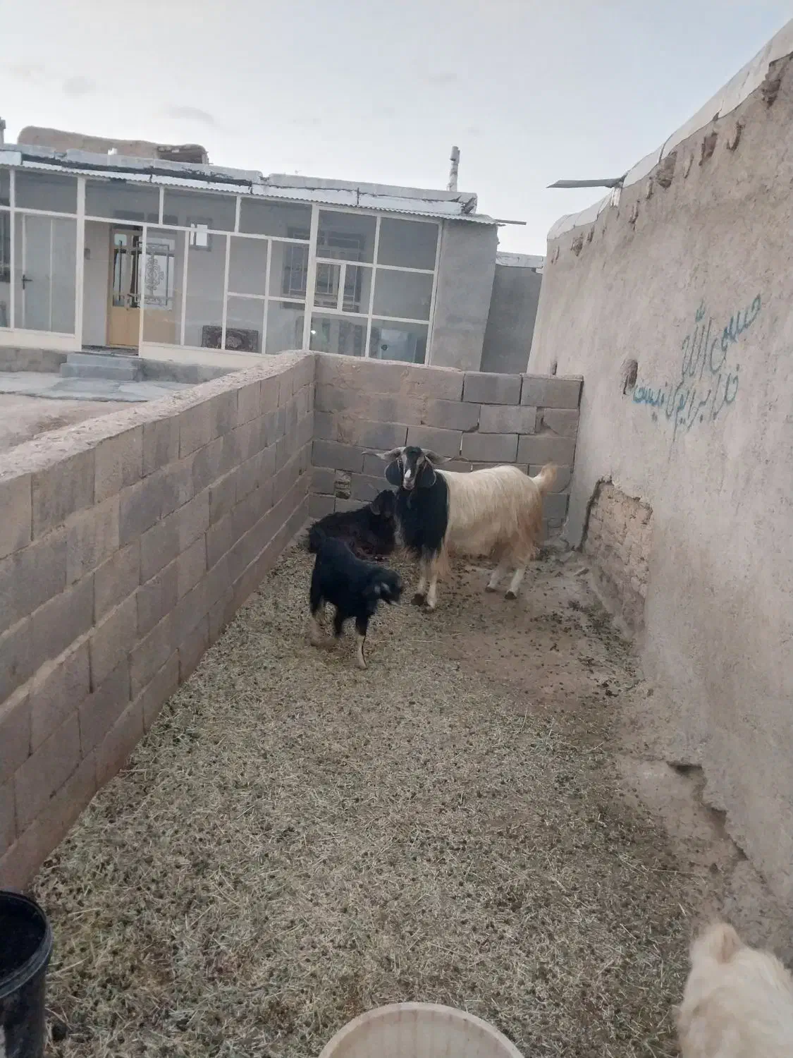 بز نر ۲ ساله|حیوانات مزرعه|گل تپه, |دیوار