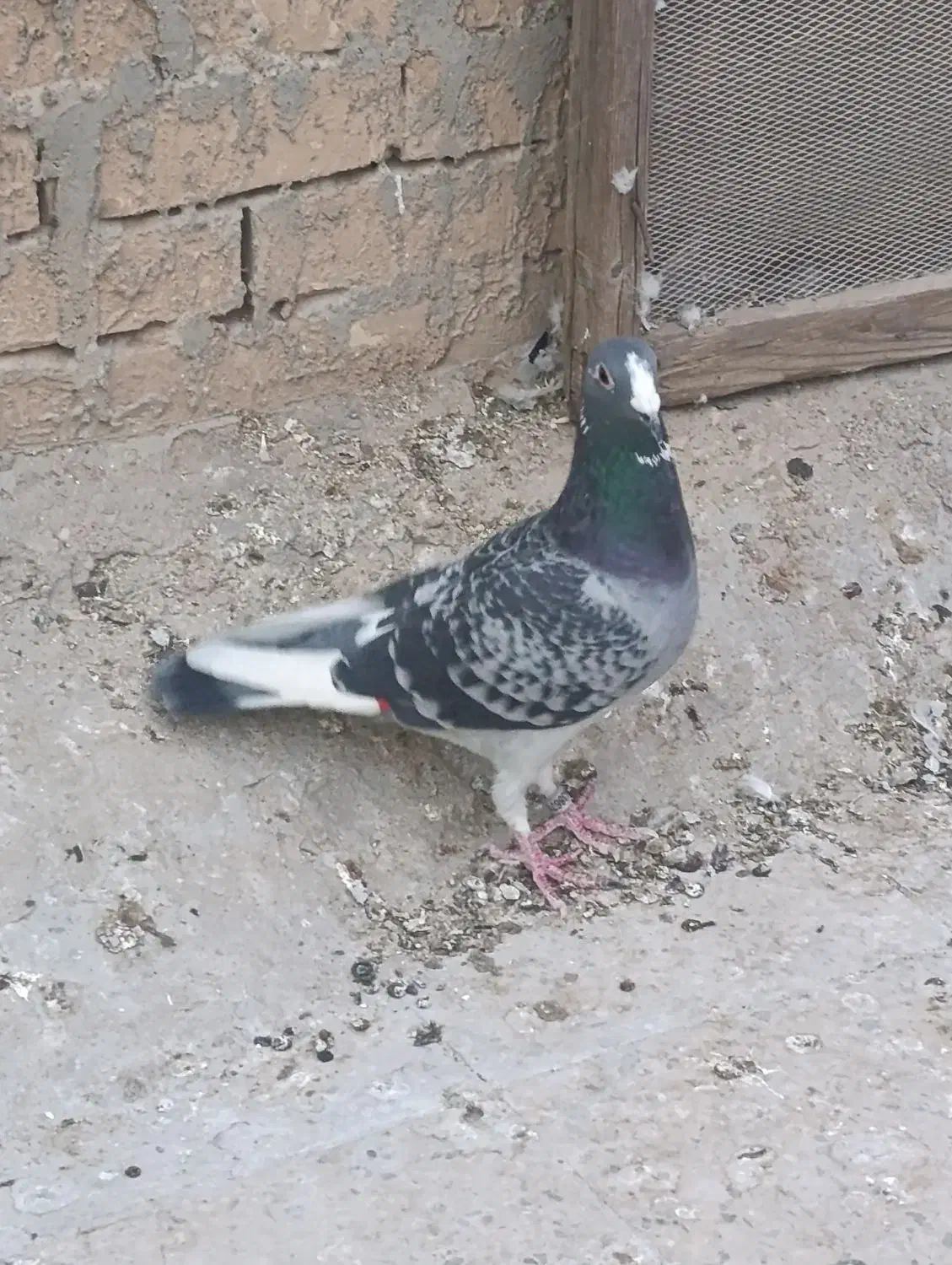 کبوتر ابلق پلاکی|پرنده|شوشتر, |دیوار