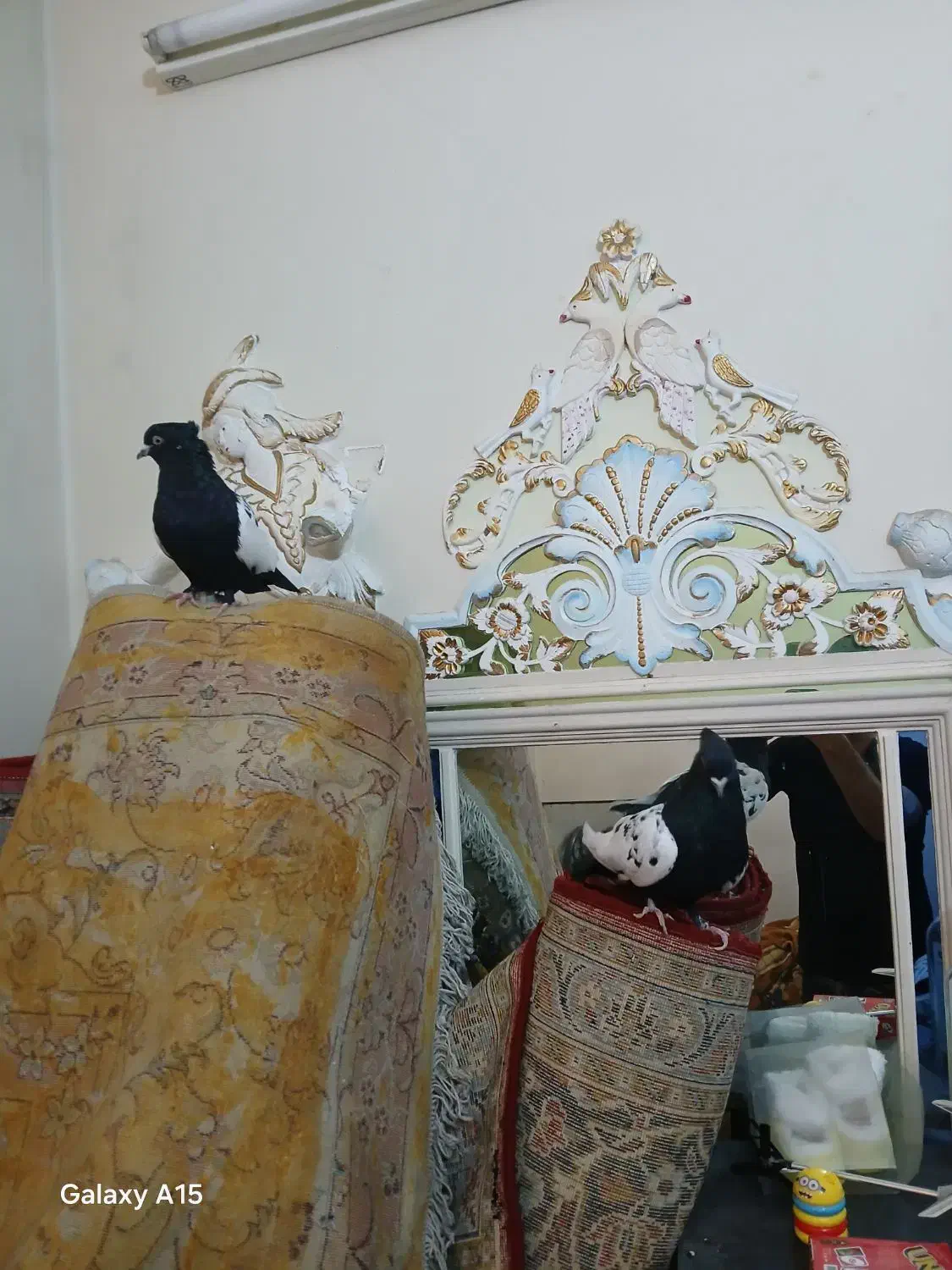 کفتر سینه ای|پرنده|شیراز, قصرالدشت|دیوار