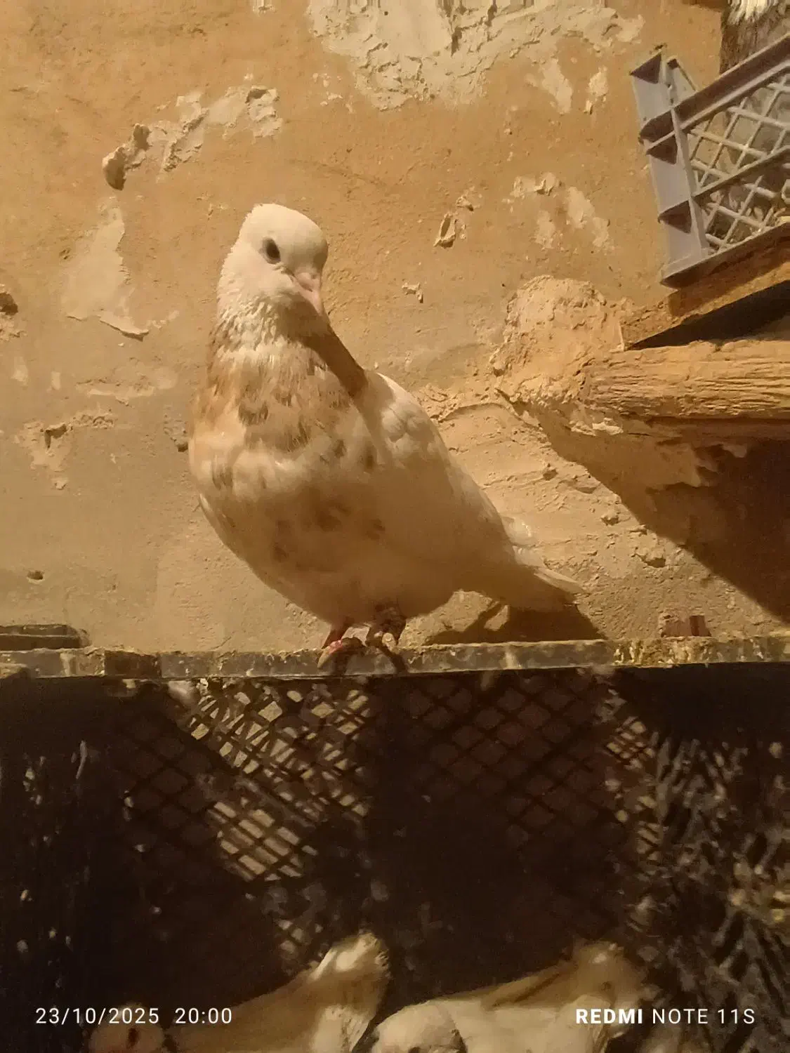 طوقی درجه یک|پرنده|اسلام‌‌آباد غرب, |دیوار