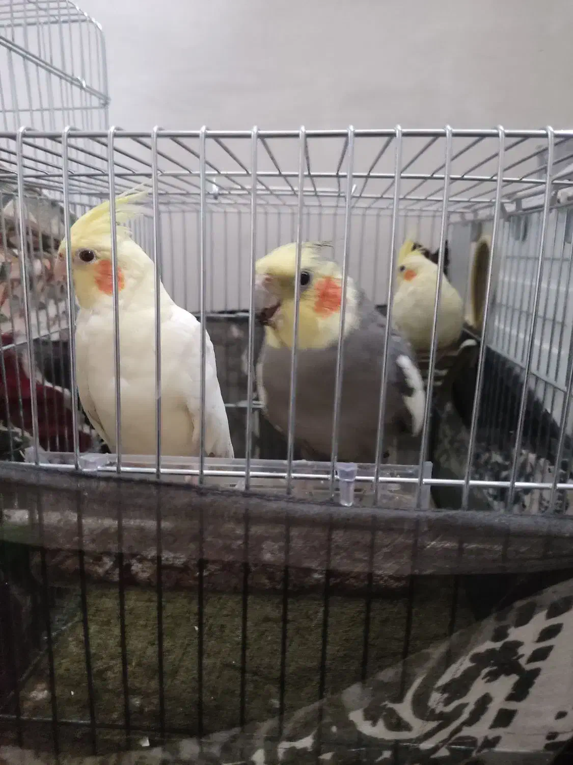 جفت‌عروس‌هلندی|پرنده|خرم‌آباد, |دیوار