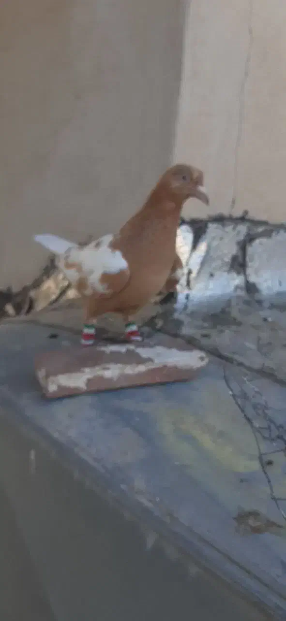 ماده افغانی زرد|پرنده|تربت‌حیدریه, کلاته توکلی|دیوار