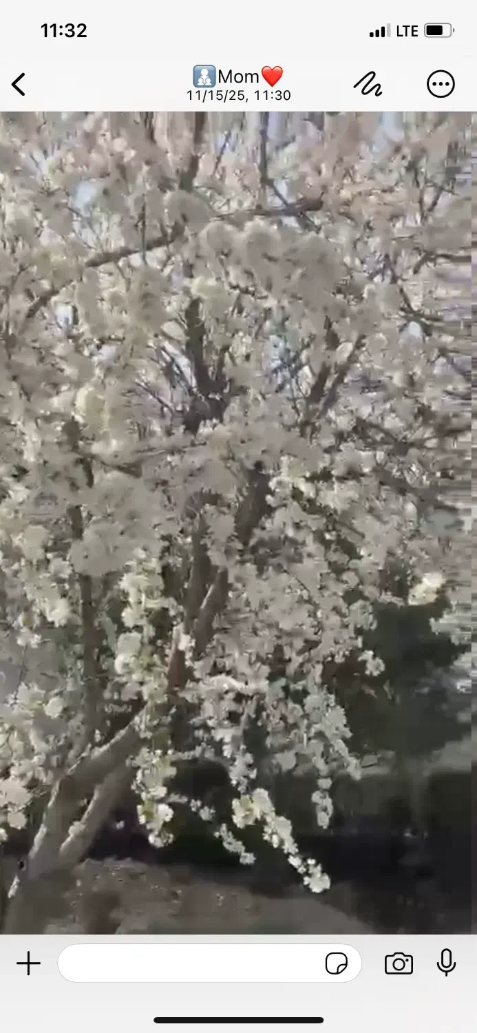 اجاره باغ +ویلا در سهرک اختصاصی ۴ شیفت نگهبان|اجارهٔ خانه و ویلا|محمدشهر, محمدشهر|دیوار