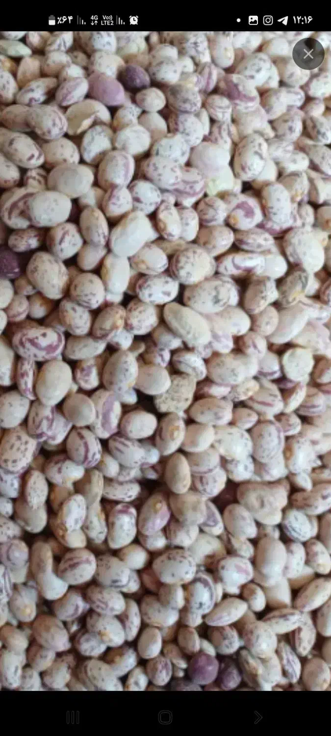 لوبیا درجه یک|خدمات باغبانی و درختکاری|مرند, |دیوار