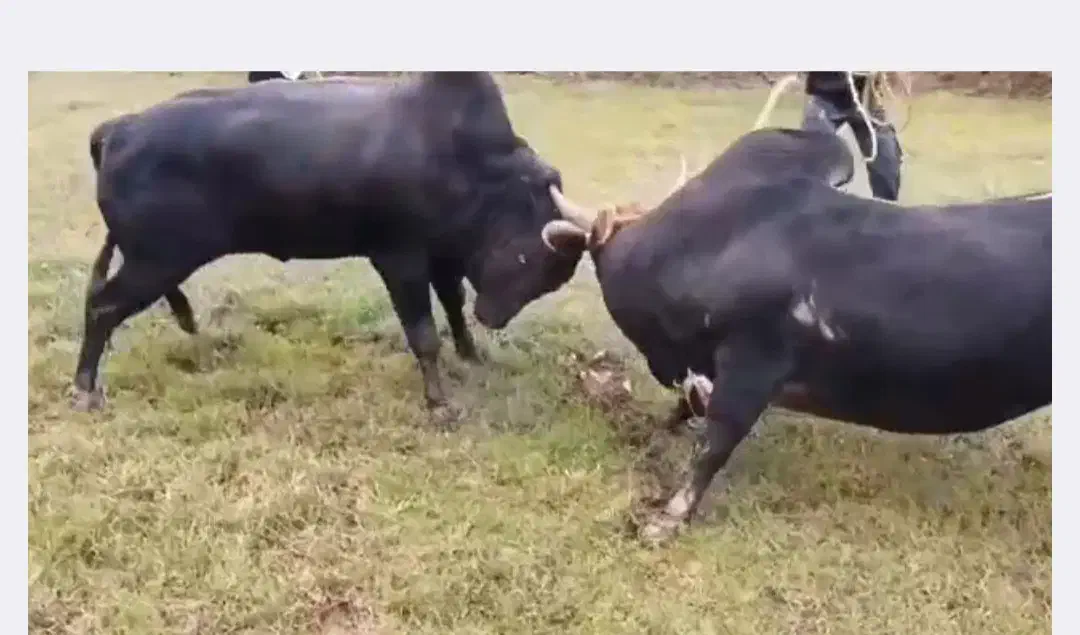 ورزا چالوسی بشرط ج پلمپ|حیوانات مزرعه|سنگر, |دیوار