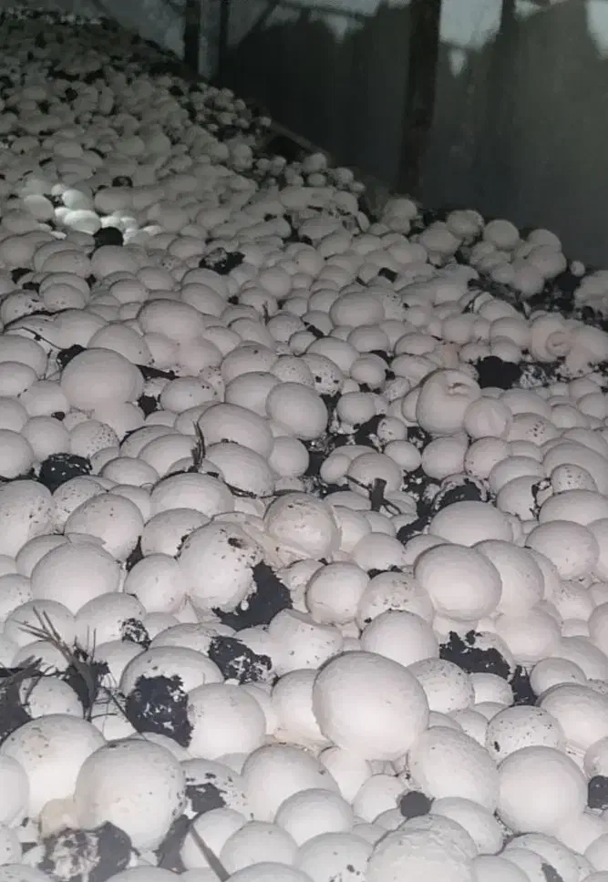 کارگر پرورش قارچ خانواده|استخدام صنعتی، فنی، مهندسی|سرخنکلاته, |دیوار