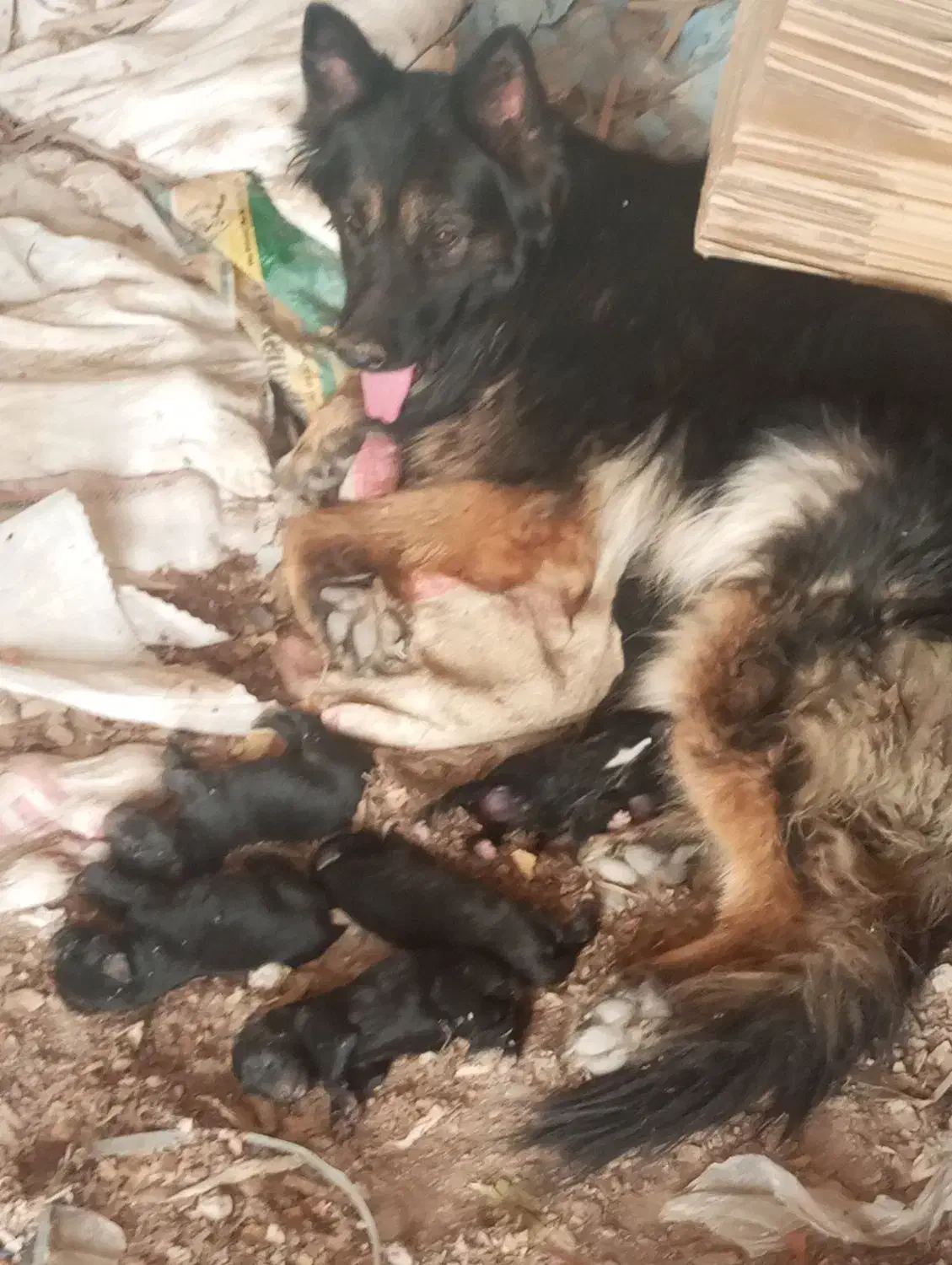 توله ژرمن|سگ|قزوین, |دیوار