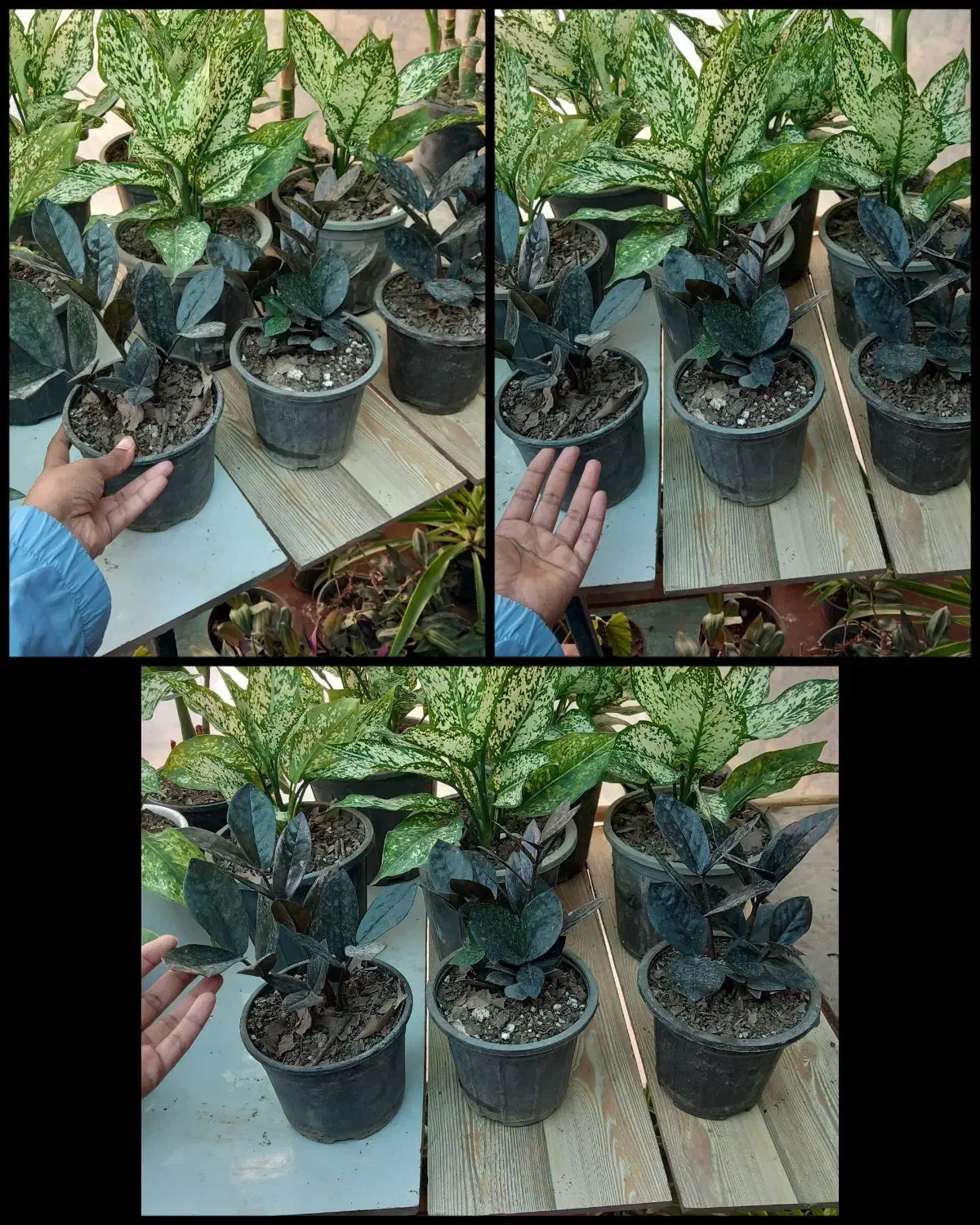 فروش گلهای آپارتمانی.حراجج|گل و گیاه طبیعی|گنبد کاووس, |دیوار