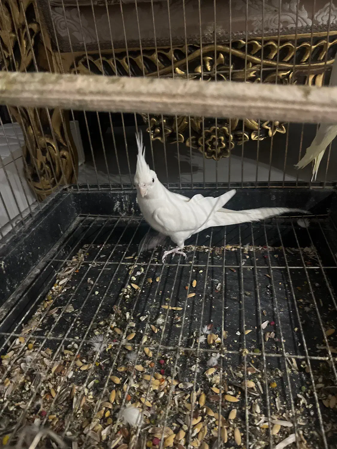 عروس هلندی|پرنده|تهران, هلال احمر|دیوار