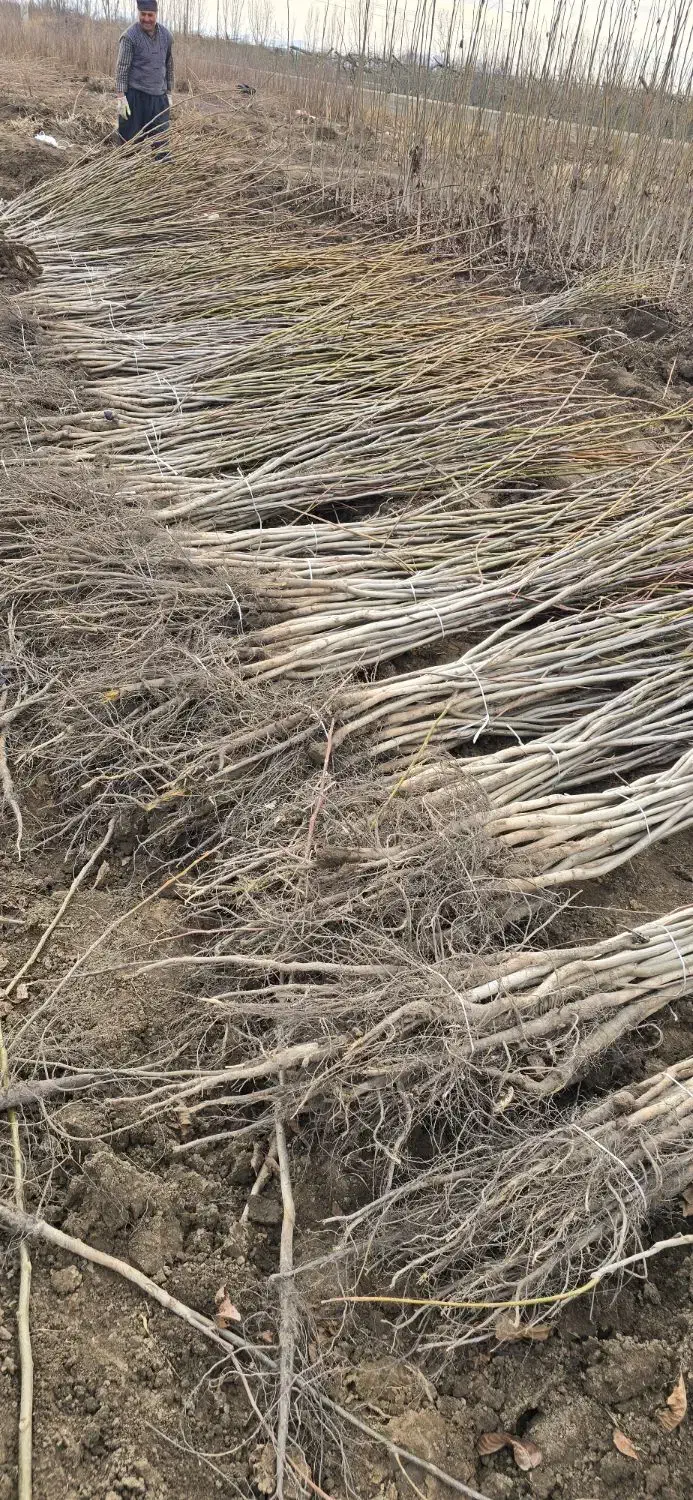 نهال گردو بازار پسند|خدمات باغبانی و درختکاری|فسا, |دیوار