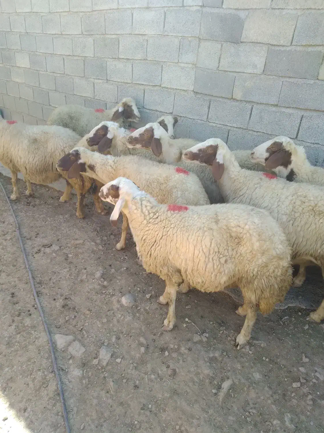میش داشتی سنجابی|حیوانات مزرعه|کوزران, |دیوار