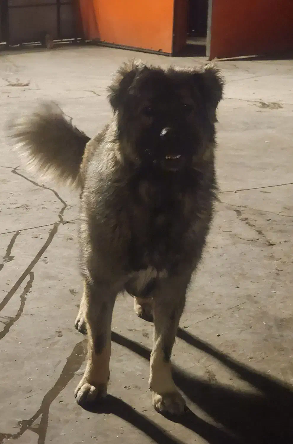 سگ‌ قفقازی|سگ|بومهن, |دیوار