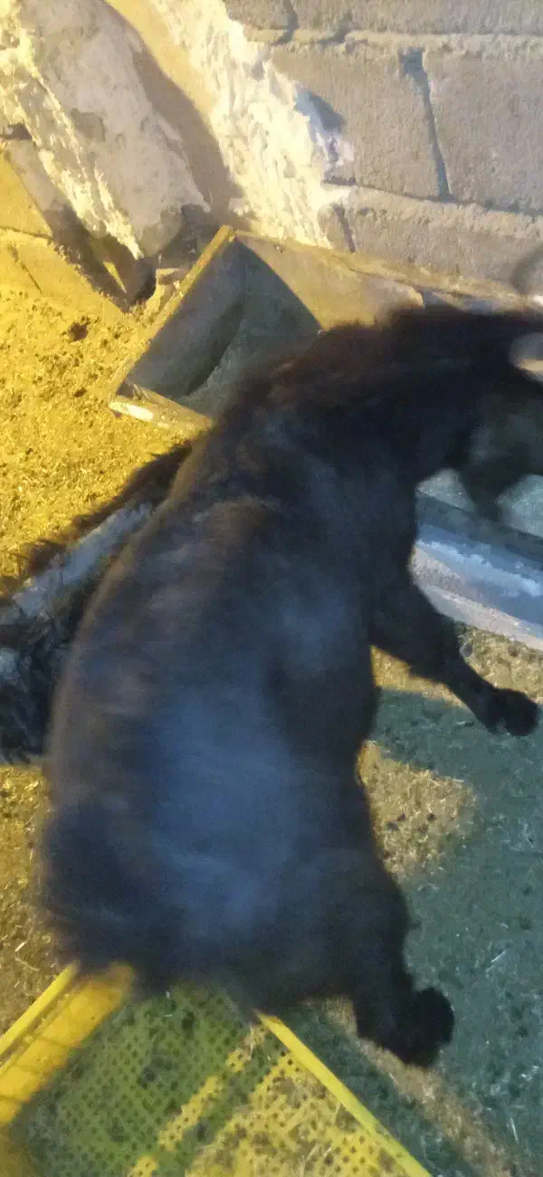 پاچن|حیوانات مزرعه|سیب و سوران, |دیوار