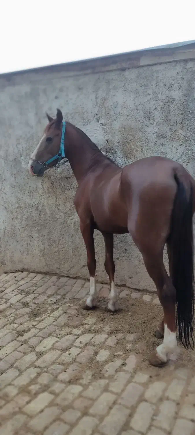 نریان بسیار نجیب و کلاسی|اسب و تجهیزات اسب‌سواری|چهاردانگه (تهران), |دیوار