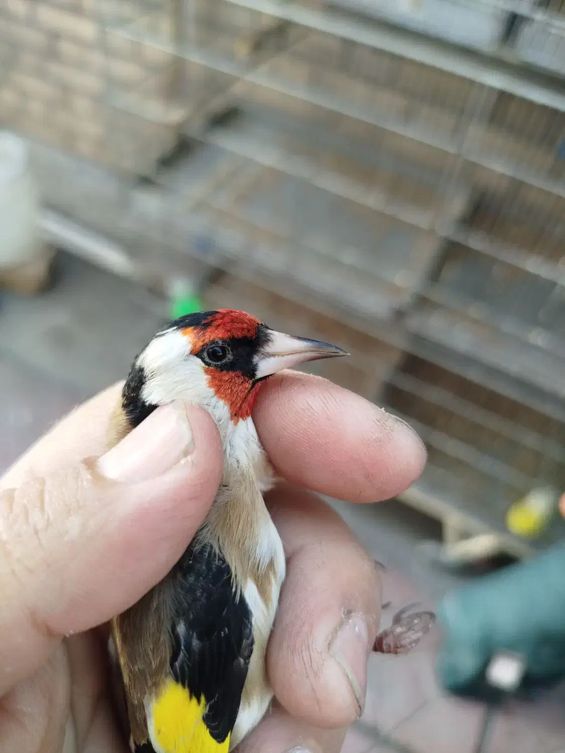 سهره تک وتعداد|پرنده|پاکدشت, پاکدشت (مامازند)|دیوار