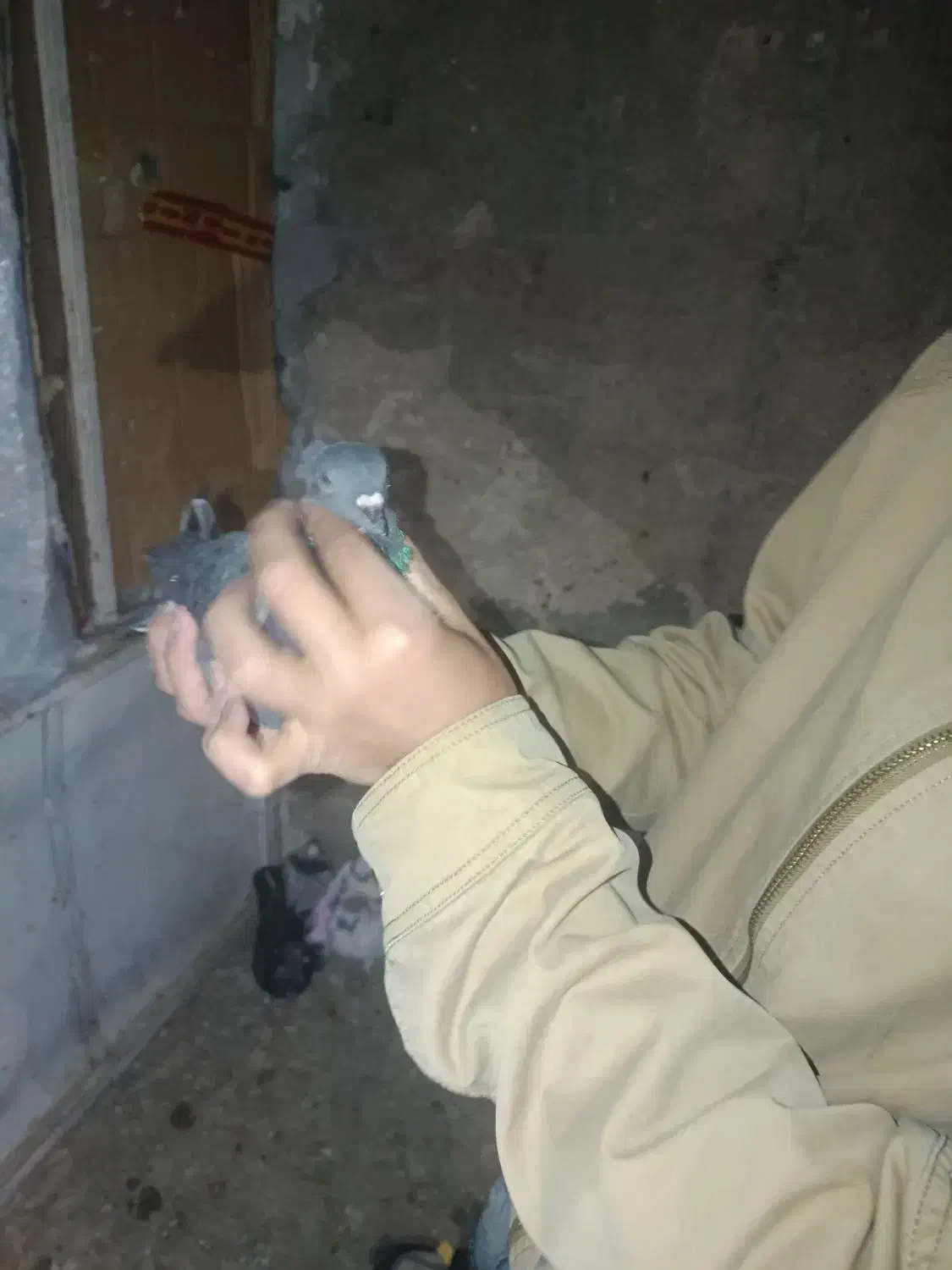 کبوتر زاغ تزعینی|پرنده|چرداول, |دیوار